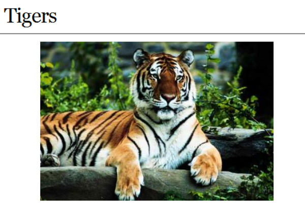 Webquest: Tigers | Recurso educativo 35329
