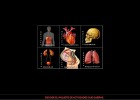 Aparatos del cuerpo humano | Recurso educativo 35667