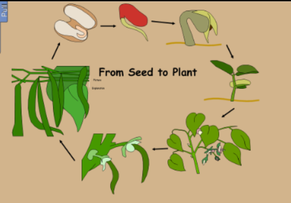 Parts of a plant | Recurso educativo 45502
