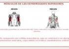 Músculos de las extremidades superiores | Recurso educativo 46660