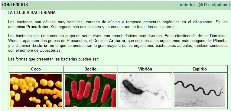 Bacterias | Recurso educativo 47703