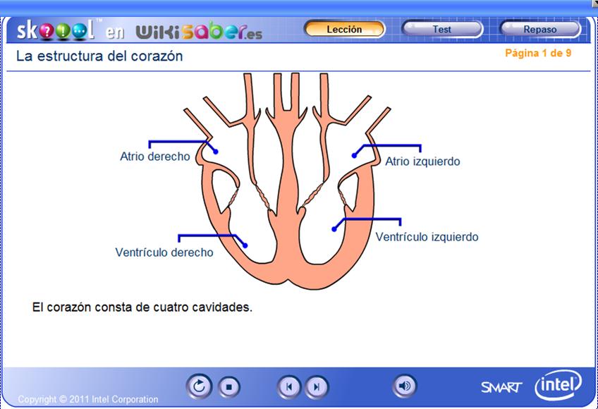 La estructura del corazón | Recurso educativo 48383