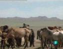 Los caballos de Gengis Khan | Recurso educativo 59617