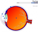 Quiz: The eye | Recurso educativo 59961