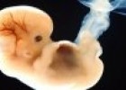 Embriología humana | Recurso educativo 60238