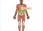 El sistema muscular | Recurso educativo 28519