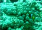 Pez payaso del Mar Rojo (Amphiprion bicinctus) | Recurso educativo 3591