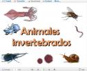 Animales invertebrados | Recurso educativo 8683