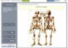 Huesos del cuerpo humano | Recurso educativo 64644
