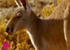 El Maravilloso Mundo de los Animales: Los Canguros | Recurso educativo 70839