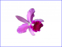 Bits lengua extranjera: flowers | Recurso educativo 73709