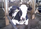 A dairy farm | Recurso educativo 89068