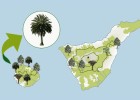 El bosque en las islas canarias | Recurso educativo 93080