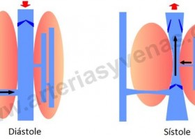 sístole y diástole | Recurso educativo 94774