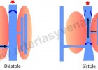 sístole y diástole | Recurso educativo 94774