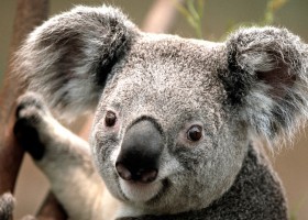 Koala.jpg | Recurso educativo 115295