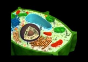 Las células eucariotas y procariotas | Recurso educativo 121464