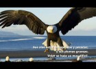 Motivación: El cambio del águila [HD] | Recurso educativo 680422