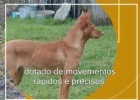Cinoloxía Galega: Razas de cans galegas | Recurso educativo 684688