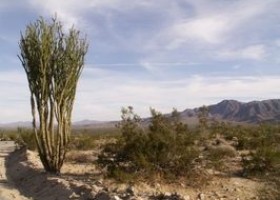 Why Do Desert Plants Need Long Roots? | Recurso educativo 726130