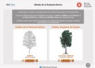 Árboles de la Península Ibérica | Recurso educativo 728488
