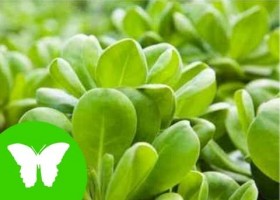 La nutrición de las plantas | Recurso educativo 738506