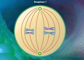 Stages of Meiosis | Recurso educativo 743061