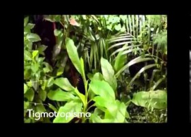 Biologia. Estímuls i respostes en les plantes | Recurso educativo 743390