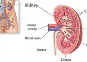 Parts of excretory system | Recurso educativo 746944