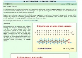 Los ácidos grasos | Recurso educativo 755323