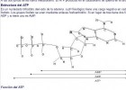 Sistema ADP-ATP | Recurso educativo 755807