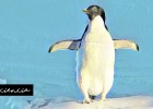 Los pingüinos no vuelan, prefieren nadar | Srta.Ciencia | Recurso educativo 764843