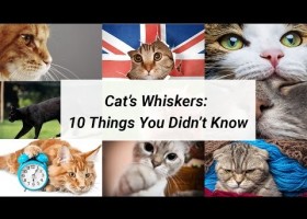 Cat Whiskers - 10 Things You Didn't Know About Cat Whiskers