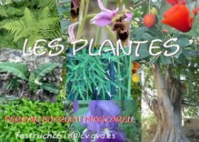 Les plantes | Recurso educativo 768681