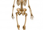 Esqueleto humano | Recurso educativo 769163