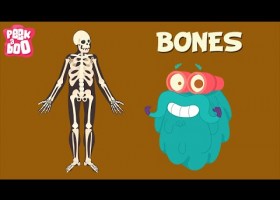 Video about the skeletal system | Recurso educativo 769347