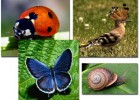 Animalets petits del nostre entorn | Recurso educativo 769757