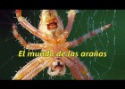 El mundo de las arañas - The extraordinary world of spiders | Recurso educativo 772551