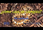 ¿Cómo caza el ciempiés? Do you know how it hunts a centipede? | Recurso educativo 772818
