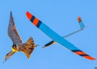 Fotografía de un halcón y un avión de juguete | Recurso educativo 773321