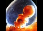 Fecundació i desenvolupament embrionari | Recurso educativo 777630