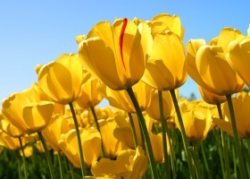 Tulips.jpg | Recurso educativo 778179