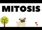 Mitosis celular | Fases, citocinesis y más; explicado visualmente ? | Recurso educativo 780397