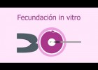 Fecundación in vitro | Recurso educativo 732029