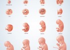 Etapas do desenvolvemento do embarazo humano | Recurso educativo 782388