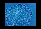 Crecemento bacteriano baixo un microscopio óptico | Recurso educativo 787605