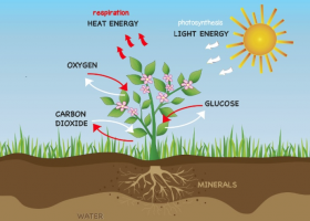 Plant Respiration Experiment | Recurso educativo 754634