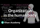 Organisation in the human body | Recurso educativo 752449