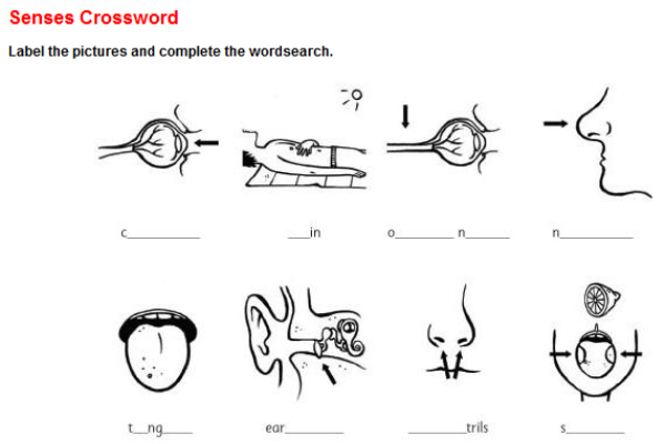 Senses crossword | Recurso educativo 45604