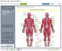 Músculos del cuerpo humano | Recurso educativo 63503